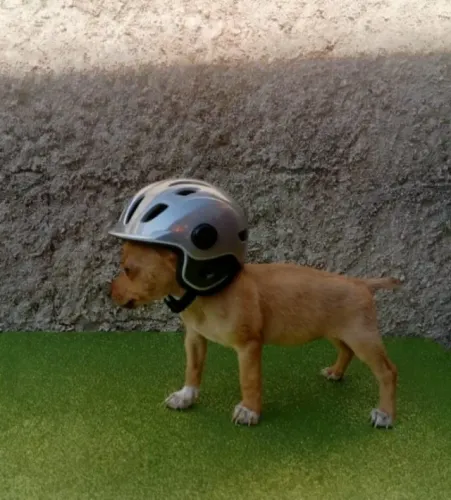 Filhotes de Pinscher Zero Disponíveis
