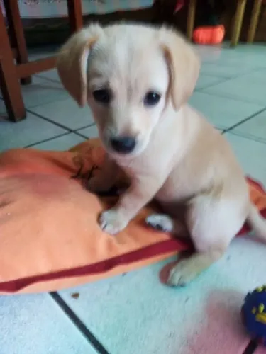 Golden retriever filhote