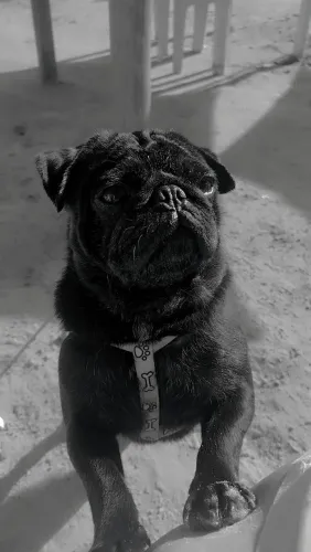 Cachorro pung 