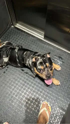 Vende-se Cão American Bully