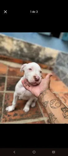 Filhote de Pitbull