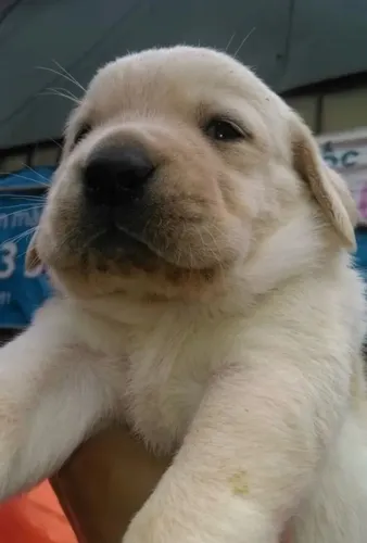Golden Retriever - Filhotes Encantadores