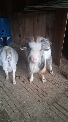 Mini cabra
