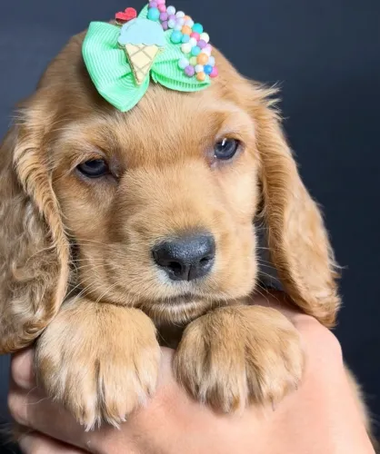 cocker fêmea