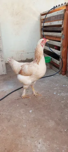 Vendo essa galinha 