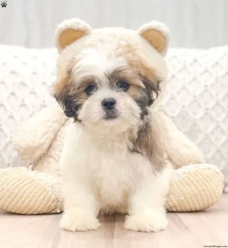 ?Últimos filhotes de Lhasa Apso disponíveis?