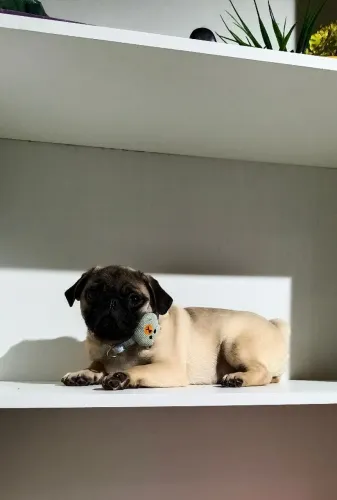 Pug macho mini !!!!!! promoção!!!!!!