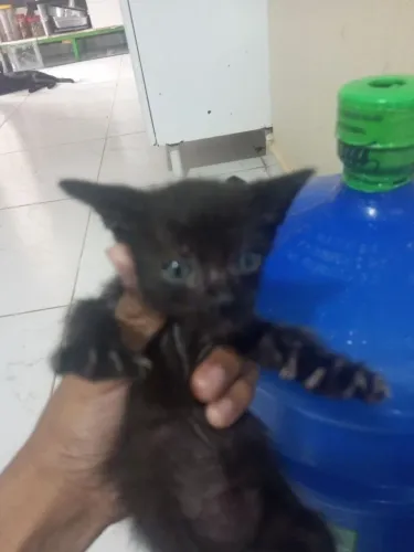 Doação de 5 gatos de 1 mês 