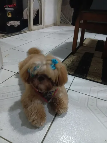 Cachorra shitzu 8 meses