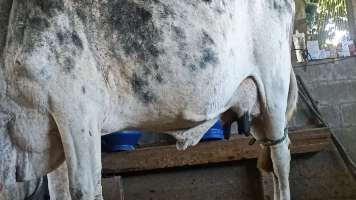 Vendo 06 vacas produzindo 50 LT de leite por dia e, uma ordenhadeira semi nova !!