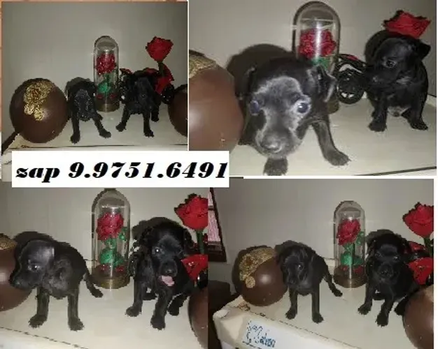 lindos filhotes pinscher dos pequenos