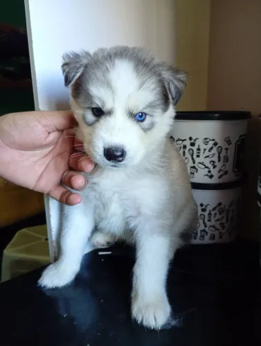 Vendo filhote de husky siberiano 