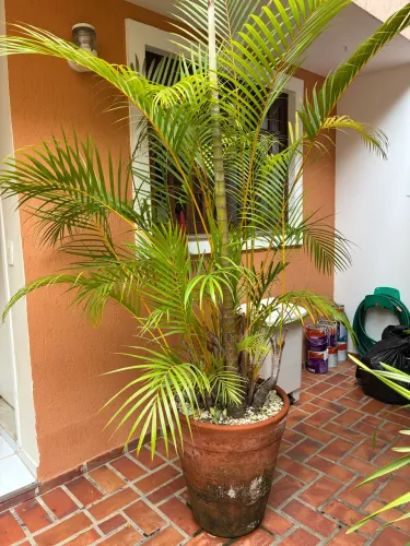 Planta Palmeira Areca Bambu (Dypsis lutescens)