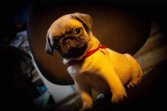 Pug Amor em versão peluda e irresistível