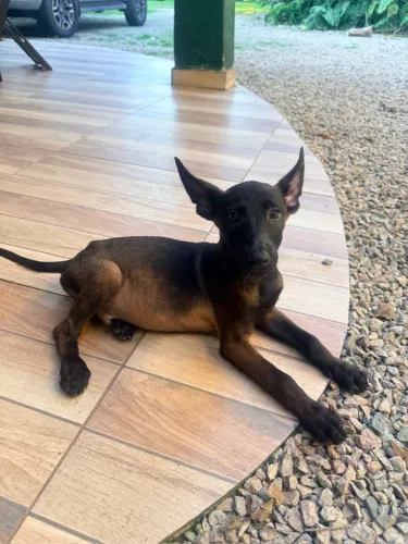 Pastor belga malinois
