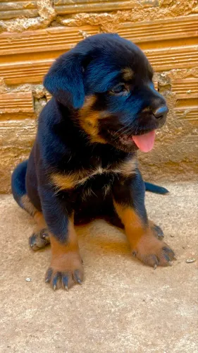 Filhotes de rottweiler 35 dias de nascido valor 900 reais.