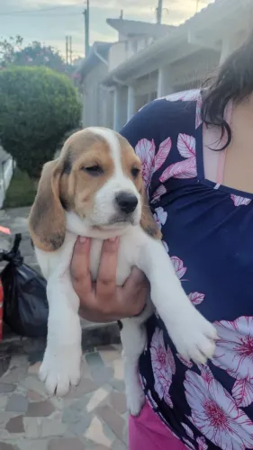 ? Beagle Disponível | Filhotes Criados com Muito Carinho