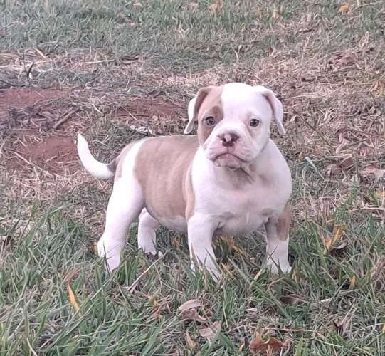 American Bully