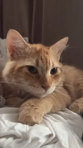Gato laranja, adoção