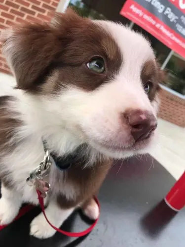 Filhote border collie, Quem resiste a um focinho fofinho como esse?