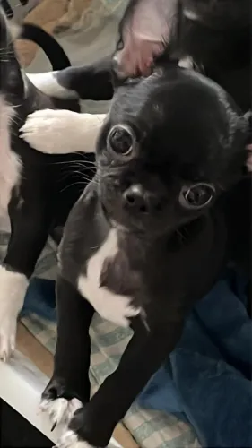 Chihuahua macho