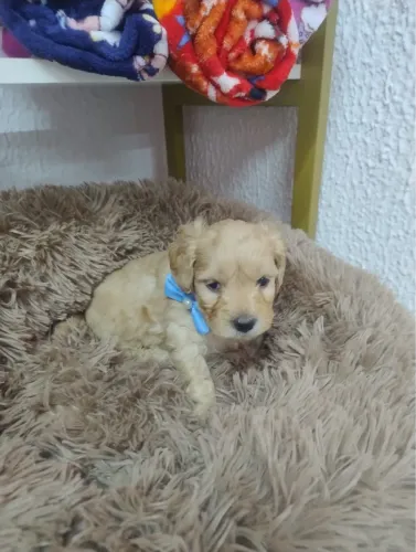 Poodle macho e fêmea