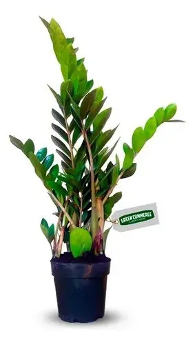 Zamioculca pote grande