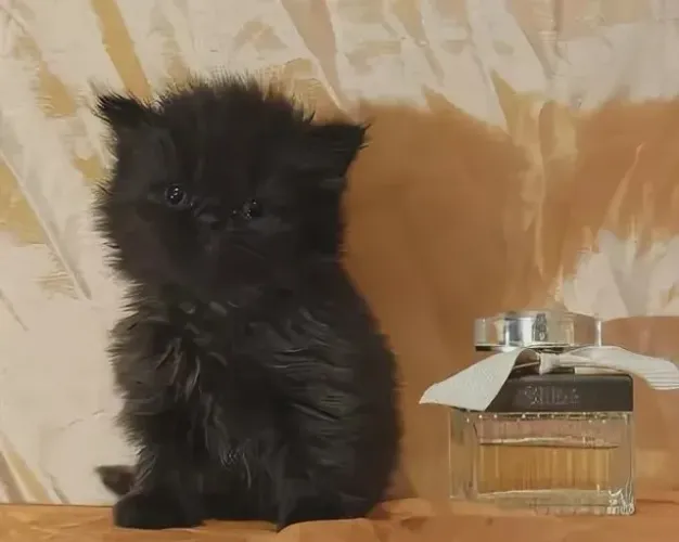 Persa gato persa legítimo disponível