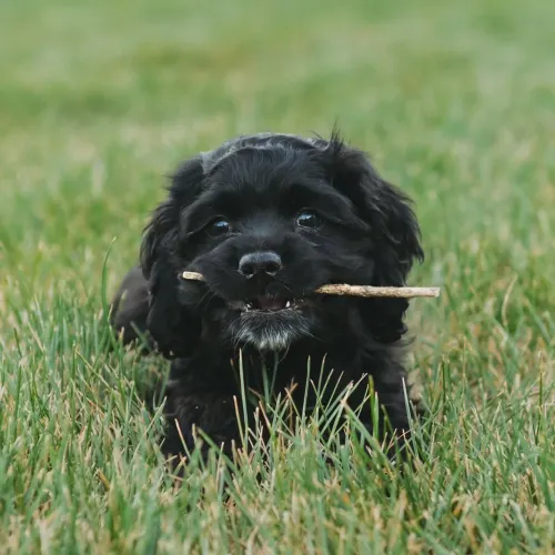 Filhote Cocker spaniel, A Alegria de Ter Um Cãozinho Começa Aqui!