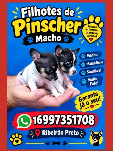 Pinscher Filhotes