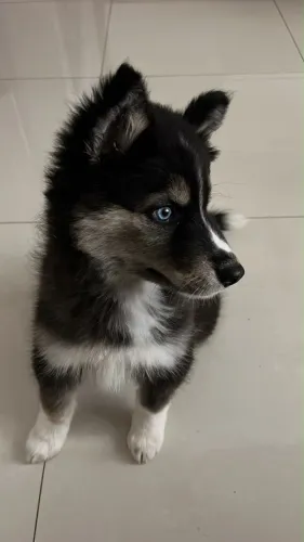 Filhote de husky siberiano 2 meses