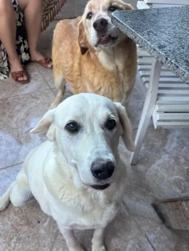Doa - se cachorros