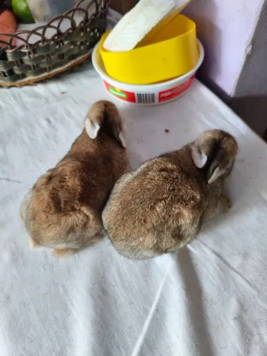 Coelhinhos