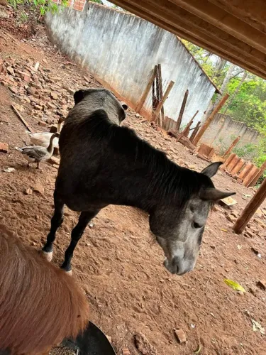 Mini pônei e uma égua 