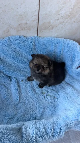 Lindo filhote macho de Lulu da Pomerânia