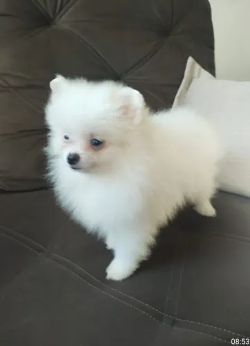 Spitz Alemão anão machinho 