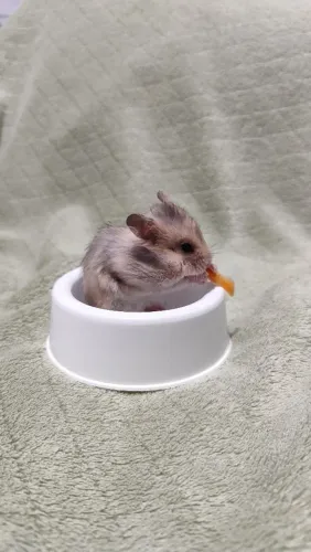Filhotes de Hamster Sírio - 1 mês de idade