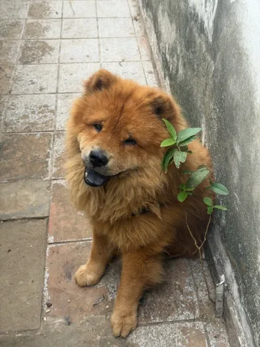 Doa-se chow chow 