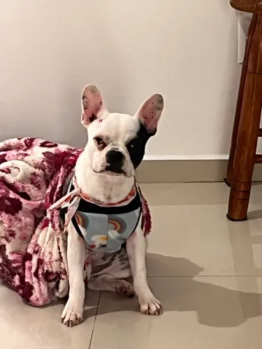 Bulldog francês fêmea