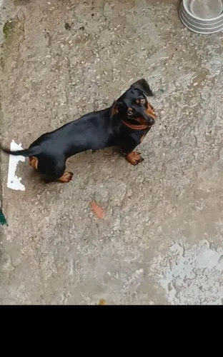 Procuro namorado para minha cachorrinha 