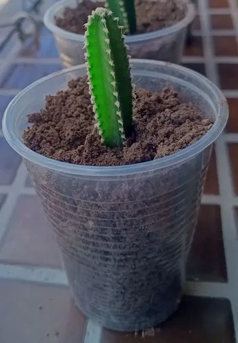 Cactos