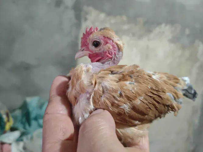 Mini polaco