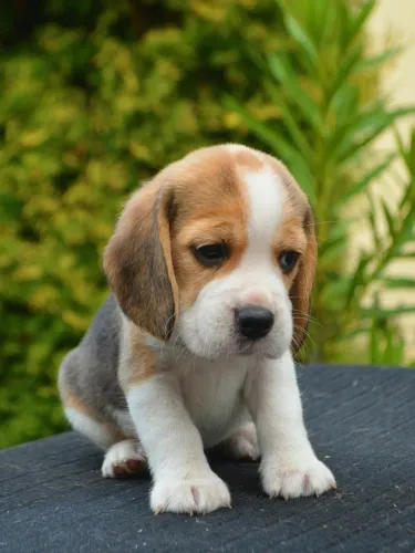 Filhotes de beagle sua alegria