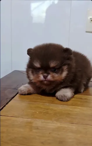 Lulu choco