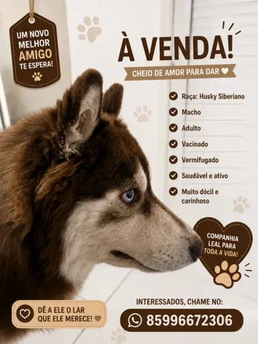 Husky Siberiano Macho