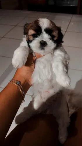 Shih Tzu - Fêmea 