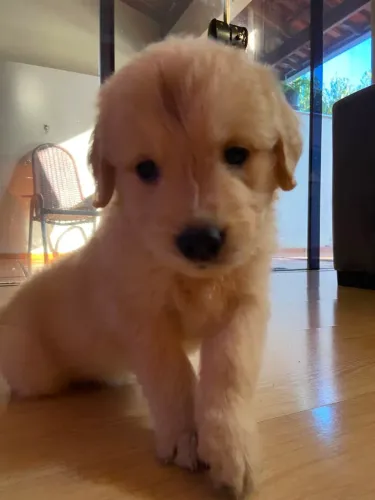 Linda Golden Retriever Fêmea, Raça Pura, Excelente Linhagem