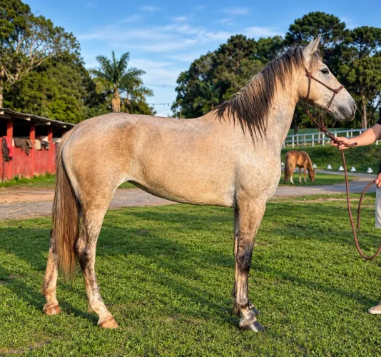 Égua Mangalarga- Chucra