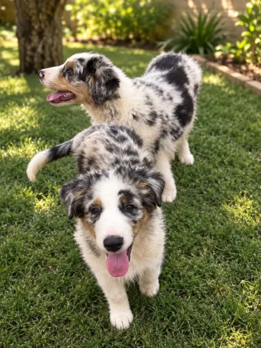 Australian Shepherd (pastor australiano)