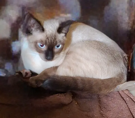 Doa-se gata